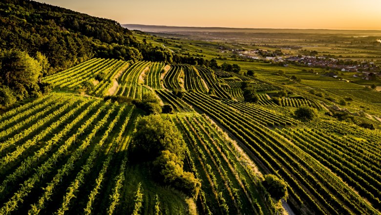 Weinland Traisental, © ÖWM / Robert Herbst Weinland Traisental, © ÖWM / Robert Herbst