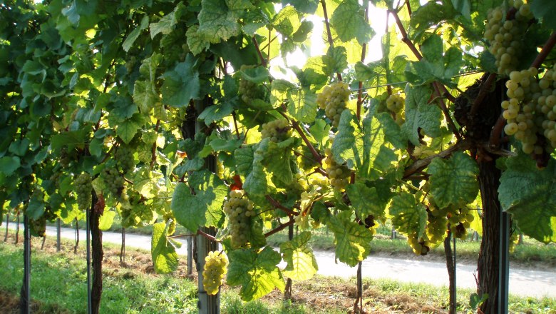 Weingarten, © Weingut Siedler Alex Weingarten, © Weingut Siedler Alex