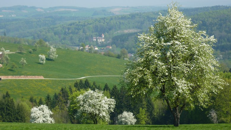 Blossoming pear trees around the Gölsenhof, © Fam. Büchinger Blossoming pear trees around the Gölsenhof, © Fam. Büchinger