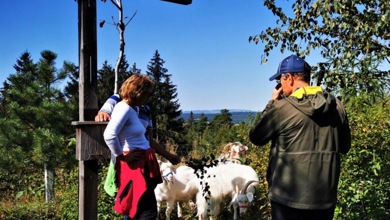 Experience nature with cashmere goats, © W.I.I.TT Experience nature with cashmere goats, © W.I.I.TT