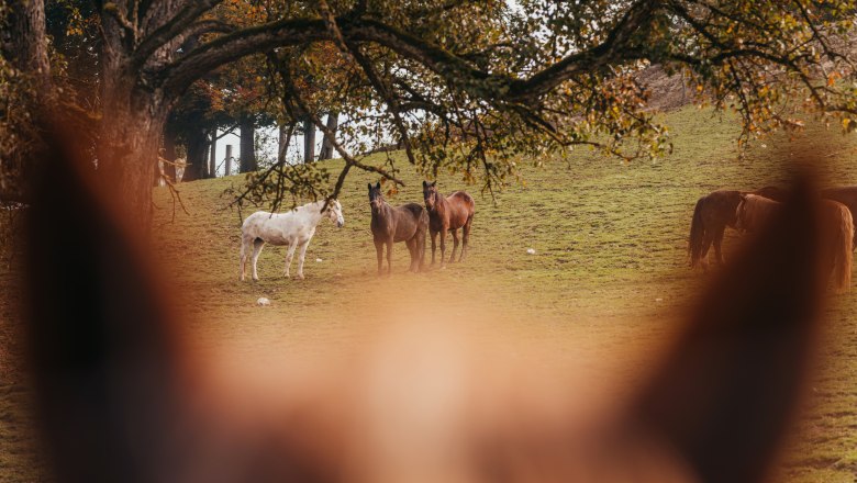 Wildpark mit 50 Tierarten, © Niederösterreich Werbung/Daniela Führer Pferde auf einer Wiese im Wildpark, im Vordergrund unscharf ein Pferdekopf.
