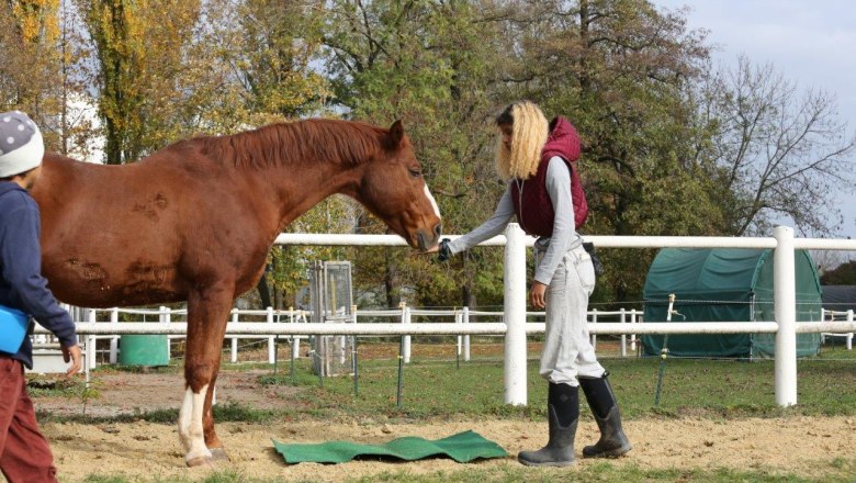 Disco Cavallo, © Disco Cavallo Disco Cavallo, © Disco Cavallo