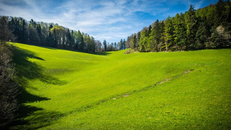 Wiese, © www.lensflair.at Wiese, © www.lensflair.at