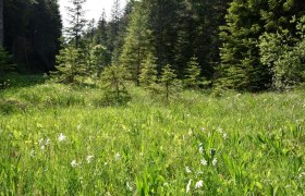 Schauwiese Promau bei Hollenstein an der Ybbs, © David Bock Schauwiese Promau bei Hollenstein an der Ybbs, © David Bock