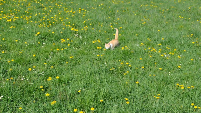 Kater Pauli, © Patrick Leitner Kater Pauli, © Patrick Leitner