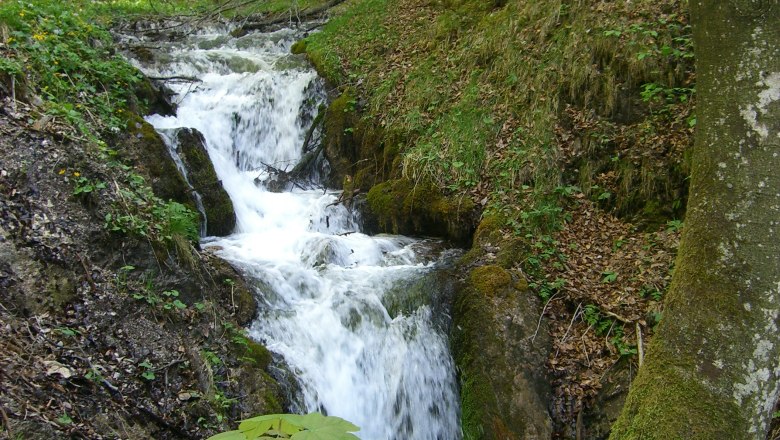 Schleierwasserfall Hohenberg, © Marktgemeinde Hohenberg Ein kleiner Wasserfall im Wald, umgeben von Bäumen und Moos.