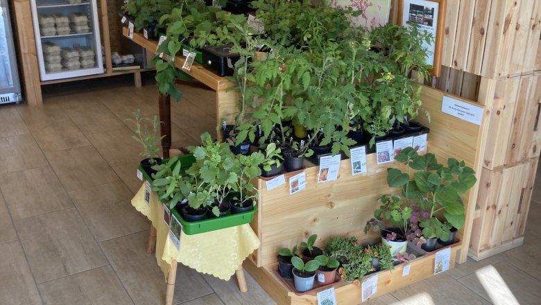 Jungpflanzen für den eigenen Gemüsegarten, © Julia Rabl Jungpflanzen für den eigenen Gemüsegarten, © Julia Rabl