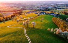 Birnbaumblüte von oben, © Sabine Wieser Birnbaumblüte von oben, © Sabine Wieser
