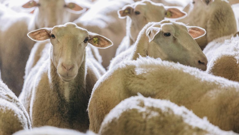 Biobauernhof Orth, © Martin Erd Biobauernhof Orth, © Martin Erd