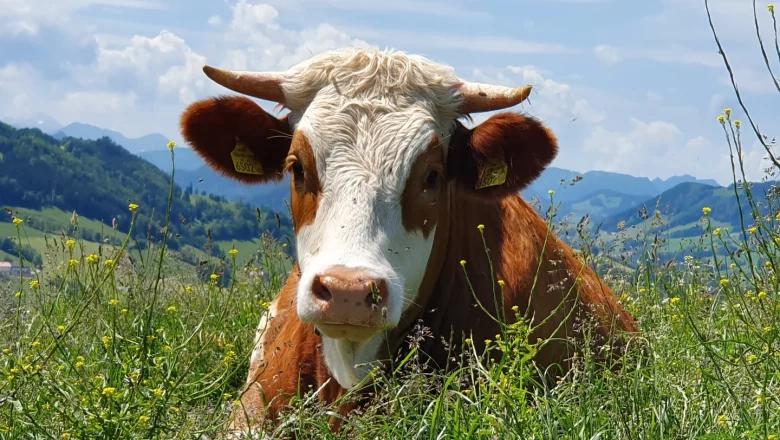 Cow - Hermione, © Melanie Schweighuber Cow - Hermione, © Melanie Schweighuber