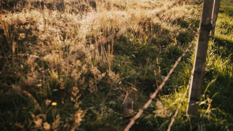 Waldjuwel Mostviertel, © Sabine Wieser Fotografie Waldjuwel Mostviertel, © Sabine Wieser Fotografie