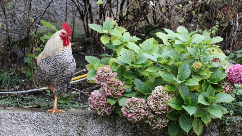 vacation-at-almbauer-10, © Almbauer-Familie Wagner vacation-at-almbauer-10, © Almbauer-Familie Wagner