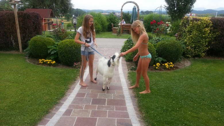 Goat walk, © Lothspieler Goat walk, © Lothspieler