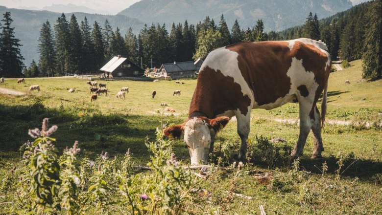 Kitzhütte, © Gerald Demolsky Kitzhütte, © Gerald Demolsky