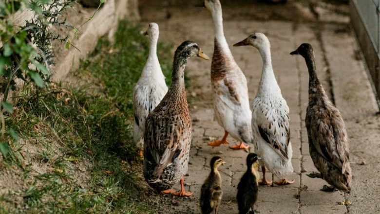 Urlaub am Zwergerlhof, © schwarz-koenig.at Urlaub am Zwergerlhof, © schwarz-koenig.at