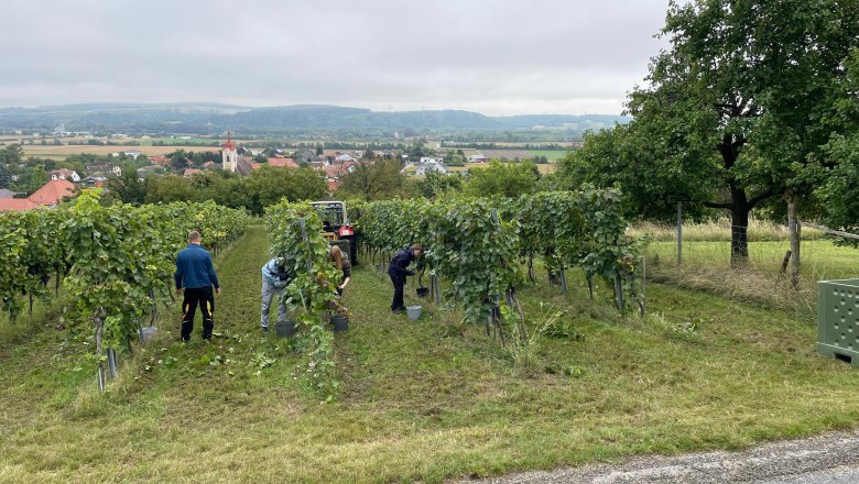 Lese, © Bauer Biohof Lese, © Bauer Biohof