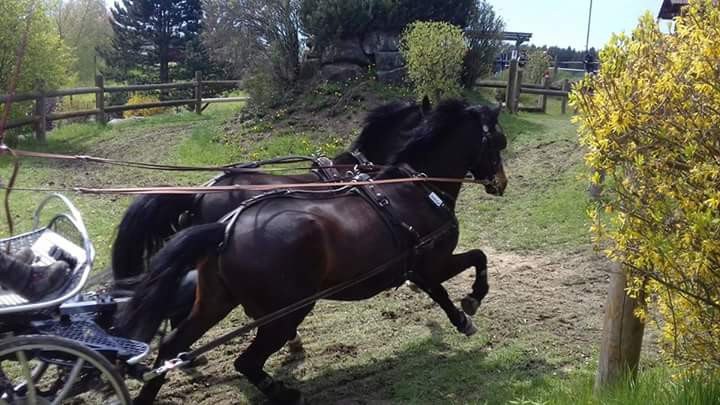 Karlstetten Driving and Riding Club, © Gerty Schabas Karlstetten Driving and Riding Club, © Gerty Schabas