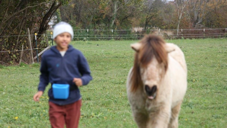 Disco Cavallo, © Disco Cavallo Disco Cavallo, © Disco Cavallo