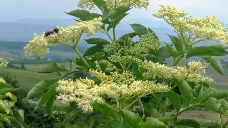 Wild herb safari, © W.I.I.TT Wild herb safari, © W.I.I.TT