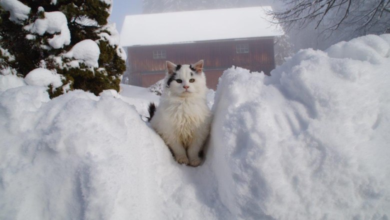 Winter im Zwickelreith, © Familie Roseneder Winter im Zwickelreith, © Familie Roseneder