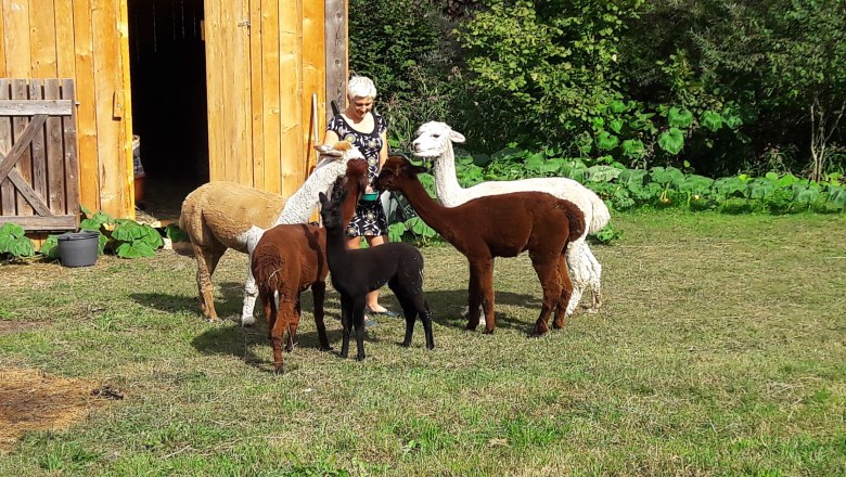 alpakas, © Barbara Enk alpakas, © Barbara Enk