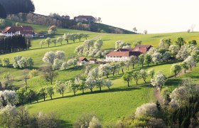 Virágzó vidék, © weinfranz.at Virágzó vidék, © weinfranz.at