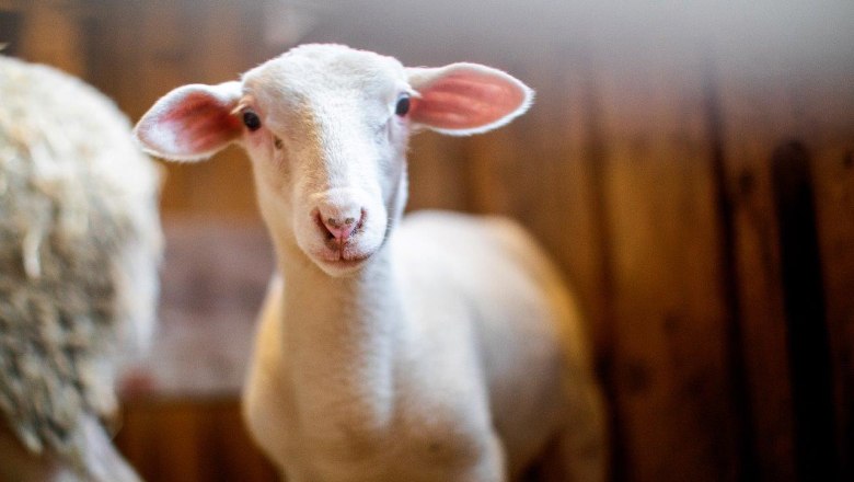 Bio-Bauernhof Poldlbauer, © Barbara Kraft Bio-Bauernhof Poldlbauer, © Barbara Kraft