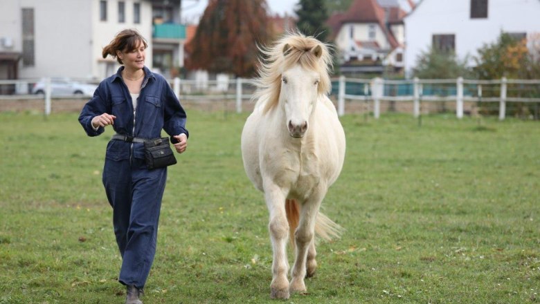 Disco Cavallo, © Disco Cavallo Disco Cavallo, © Disco Cavallo