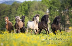 Herde am Islandpferdehof Gut Pöllndorf, © Christiane Slawik Eine Gruppe von Islandpferden galoppiert über eine blühende Wiese vor einem Hintergrund aus Bäumen.