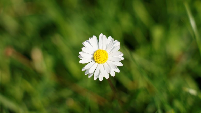 vacation-at-almbauer-13, © Almbauer-Familie Wagner vacation-at-almbauer-13, © Almbauer-Familie Wagner