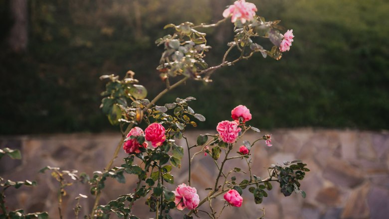 Waldjuwel Mostviertel, © Sabine Wieser Fotografie Waldjuwel Mostviertel, © Sabine Wieser Fotografie