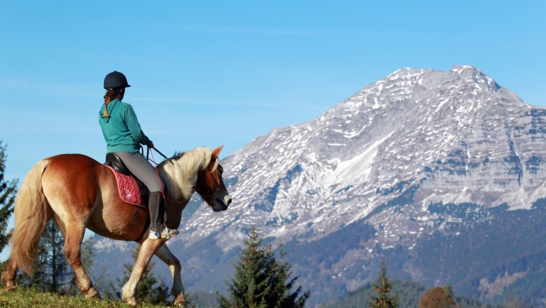 Pferde bei Jochis Höfeabenteuer und Haflingermarkt bestaunen, © weinfranz.at Pferde bei Jochis Höfeabenteuer und Haflingermarkt bestaunen, © weinfranz.at