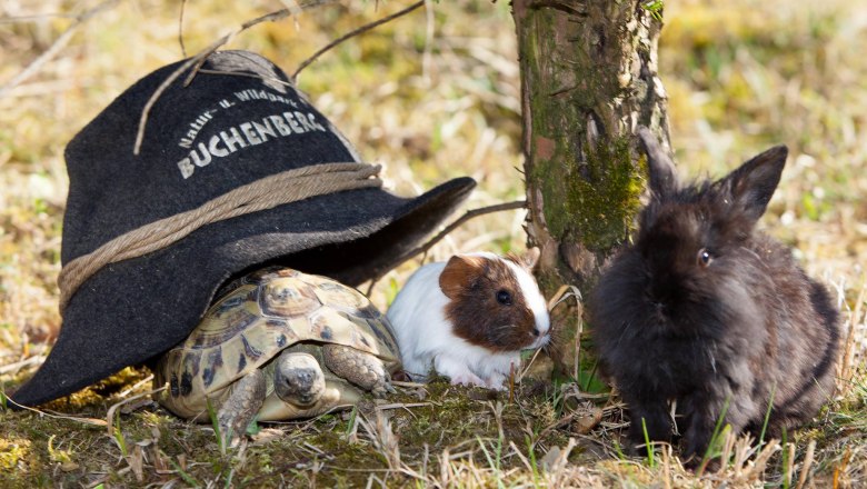 Kleintiere am Buchenberg, © Andreas Plachy Eine Schildkröte, ein Meerschweinchen und ein Kaninchen neben einem Hut mit der Aufschrift 'Buchenberg'.