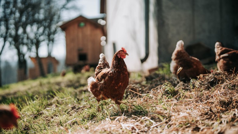 Hühner (2), © MIKU.Media OG Hühner (2), © MIKU.Media OG