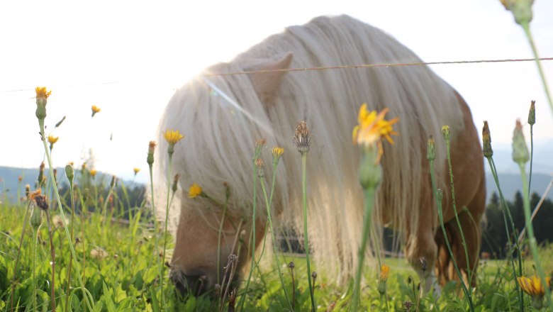 vacation-at-almbauer-16, © Almbauer-Familie Wagner vacation-at-almbauer-16, © Almbauer-Familie Wagner