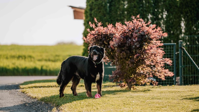 Hofhund Pauli, © MIKU. Media OG Hofhung Pauli hat einen Spielball vor sich und steht im Garten vor einem blühenden Strauch