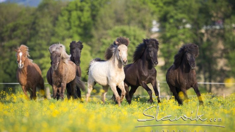 Herde am Islandpferdehof Gut Pöllndorf, © Christiane Slawik Eine Gruppe von Islandpferden galoppiert über eine blühende Wiese vor einem Hintergrund aus Bäumen.