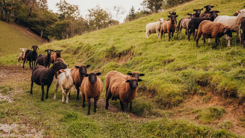 Our own sheep, lambs and chickens, © Niederösterreich Werbung/Daniela Führer A flock of sheep and lambs in a green meadow.