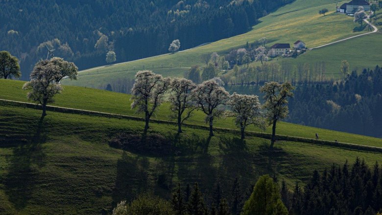 Photo point Mostviertel, © schwarz-koenig.at Photo point Mostviertel, © schwarz-koenig.at
