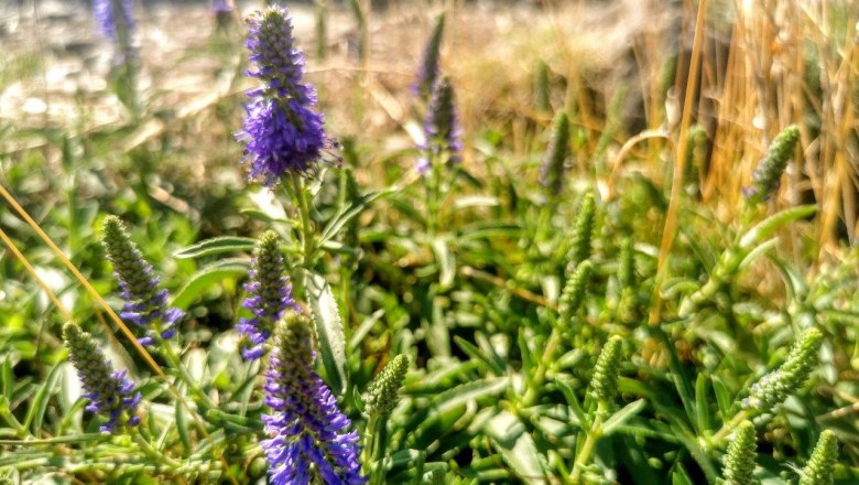 Wild herb safari, © W.I.I.TT Wild herb safari, © W.I.I.TT