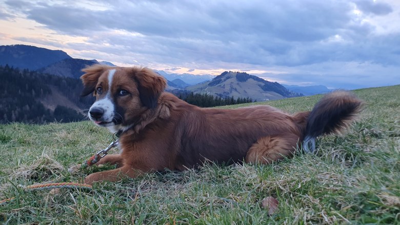 Organic farm MItterhirschberg, © Familie Schweighuber Organic farm MItterhirschberg, © Familie Schweighuber