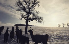 Winter in llama hiking country, © lamawanderland Winter in llama hiking country, © lamawanderland