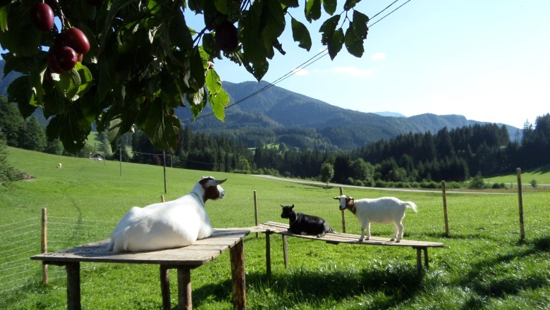 Our goats enjoy the sunshine., © Ablaß Our goats enjoy the sunshine., © Ablaß