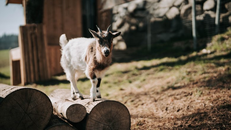 Zwergziegen (4), © MIKU.Media OG Zwergziegen (4), © MIKU.Media OG