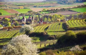 Theyerner height, © zvg Gemeinde Inzersdorf-Getzersdorf Landscape with vineyards, blossoming trees and a village in the background.