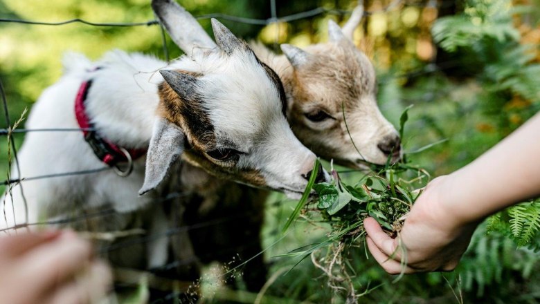 Urlaub am Zwergerlhof, © schwarz-koenig.at Urlaub am Zwergerlhof, © schwarz-koenig.at