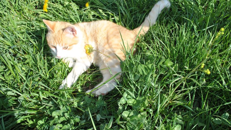 Kater Pauli, © Patrick Leitner Kater Pauli, © Patrick Leitner