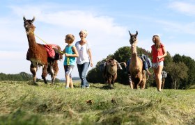 Lamawanderland, © schwarz-koenig.at Lamawanderland, © schwarz-koenig.at