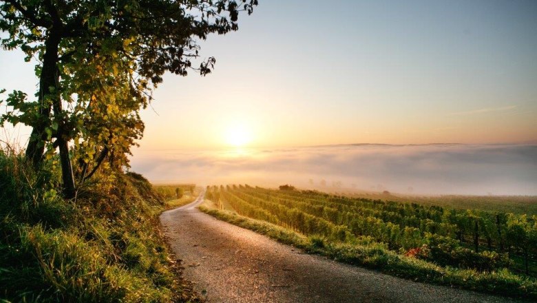 Herbststimmung in den Weinbergen rund um Nußdorf, © schwarz-koenig.at Herbststimmung in den Weinbergen rund um Nußdorf, © schwarz-koenig.at