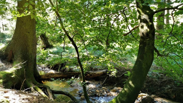 Forest air bathing, © W.I.I.TT Forest air bathing, © W.I.I.TT